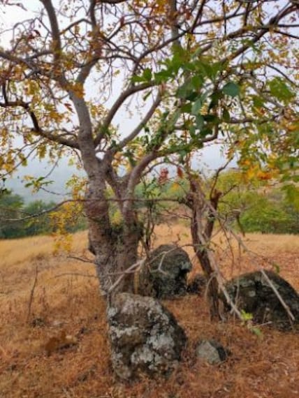 Ananthagiri Forest-5